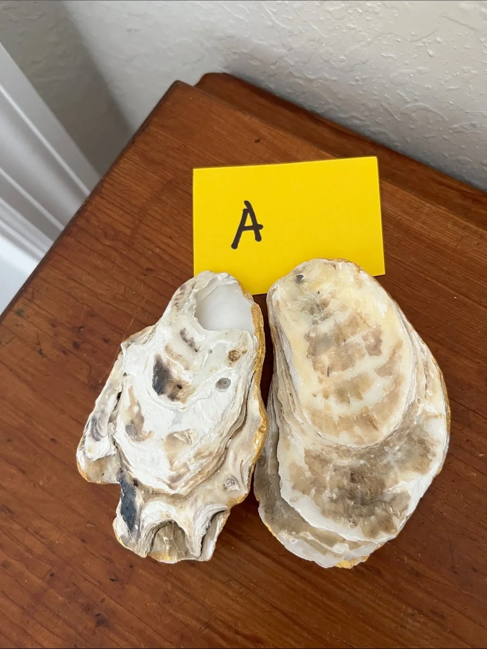 Pair of White Oyster Shell Trinket Dishes with Gold Edging Great for Crafting